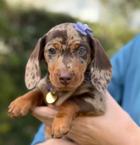 dachshund alerquim fêmea 3 meses