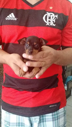 Filhotes de Pinscher Miniatura