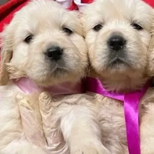 Filhotes de Golden Retriever | Filhotes com energia contagiante.