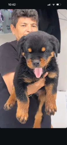 Rottweiler cabeça de Touro com pedigree
