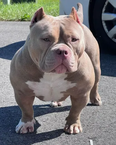 Americam bully PROCEDÊNCIA PARCELO ATE 18X