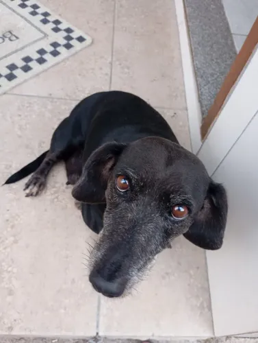 Cachorra Dachshund (Salsicha) Mestiça