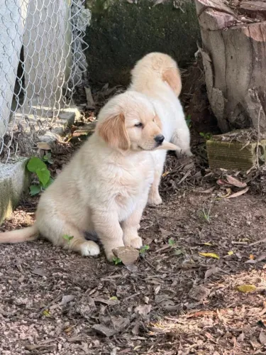 Golden linda brincalhona