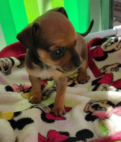 Pincher disponível