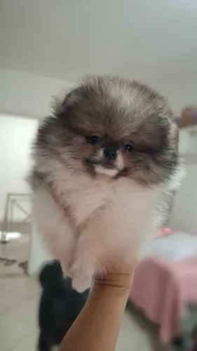 Spitz alemão