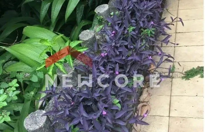 Sítio em Estrada do Catonho - Jardim Sulacap - Rio de Janeiro/RJ