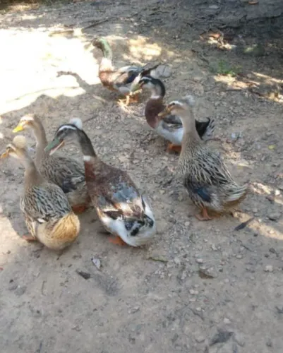 Vendo patos marreco africano 