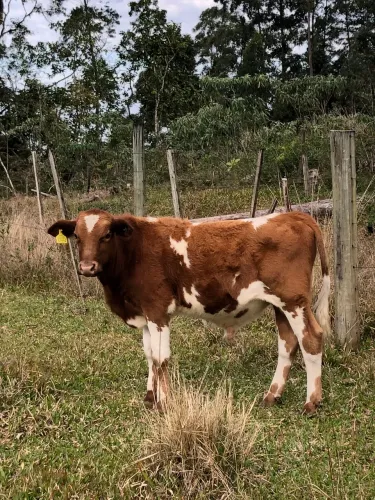 Terneiros Braford x aberdeean