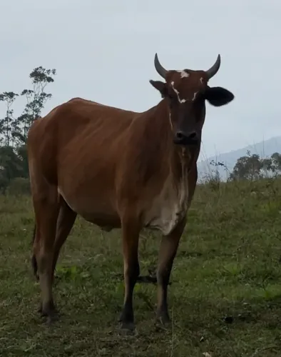 Vendo vaca prenha 