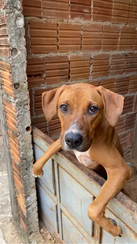 Doa-se Cachorra Porte grande 8 meses fêmea 