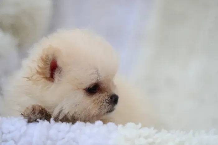 Lulu da Pomerânia, Spitz Alemão Anão, URSINHO