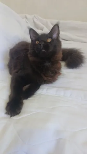 Maine_Coon_filhote
