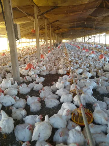 Granja para venda em Laranjal Paulista de 17.000m2,com 03 barracões de granja e 02 casa