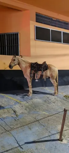 Cavalo baio marilho ?