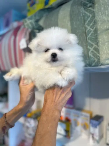 Belo e lindo spitz