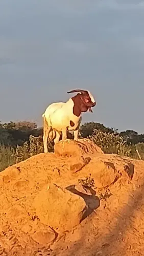 Vendo Bode Bóe 