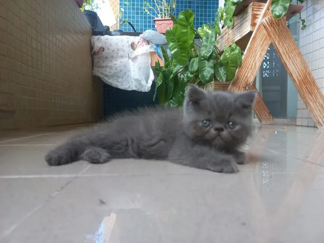 Gatos persa exótico 