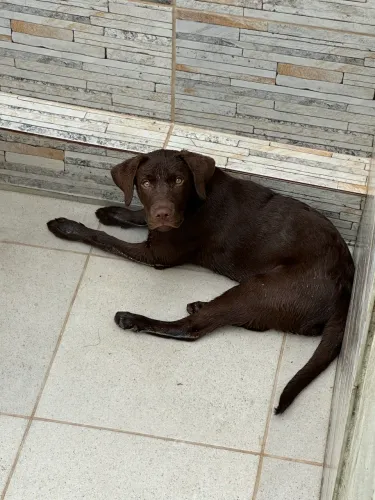 Labrador fêmea com pedigree