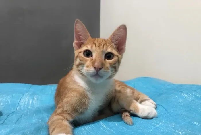 Adote um gatinho - 4 meses