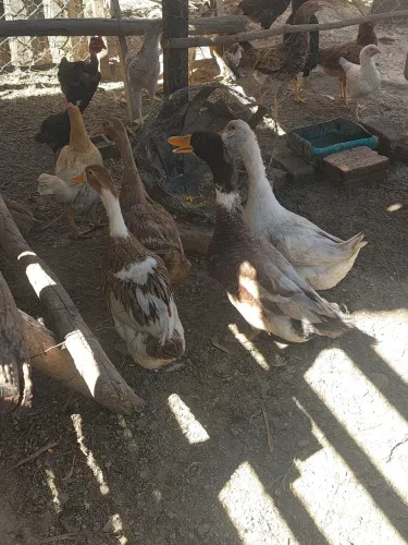 Ovos de marreco