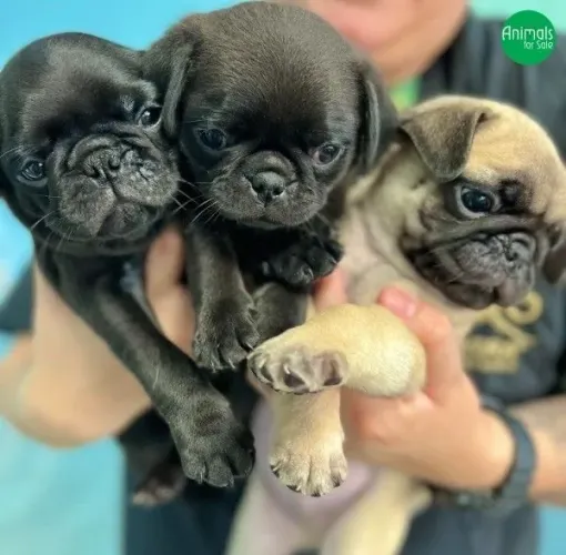 Pig filhotes black e abricot disponíveis 