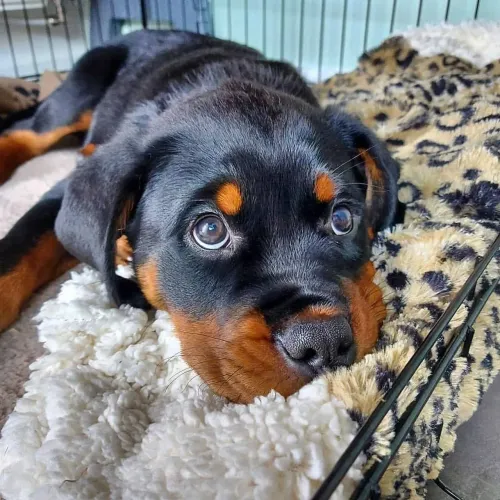 Rottweiler Beleza que impressiona em qualquer lugar