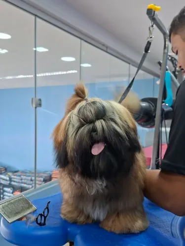 Cachorro