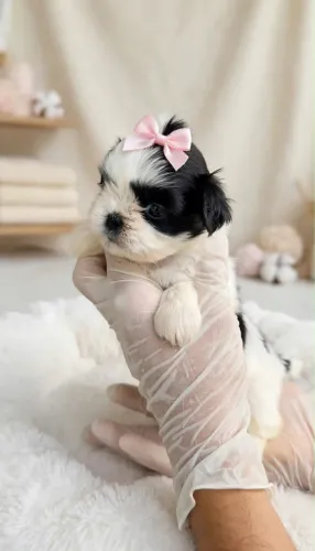 Linda Shih tzu