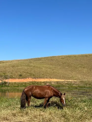 Cavalo égua 