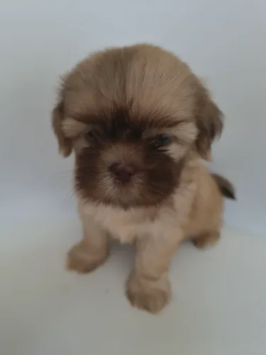 Shih Tzu *FÊMEA* *PRONTA ENTREGA*