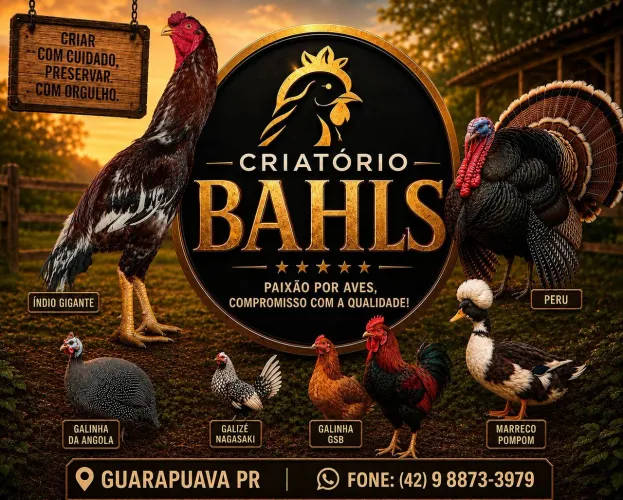 Vendo frangos e frangas indio gigante 