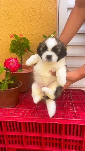 Cachorro shih tzu macho