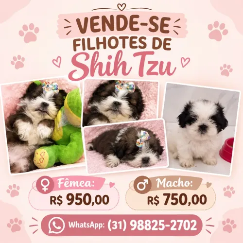 Shitzu 