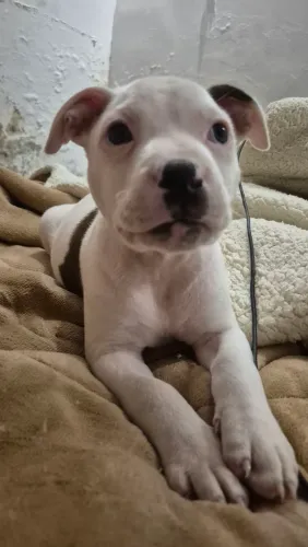 Doação de Pitbull filhote de 2 meses 