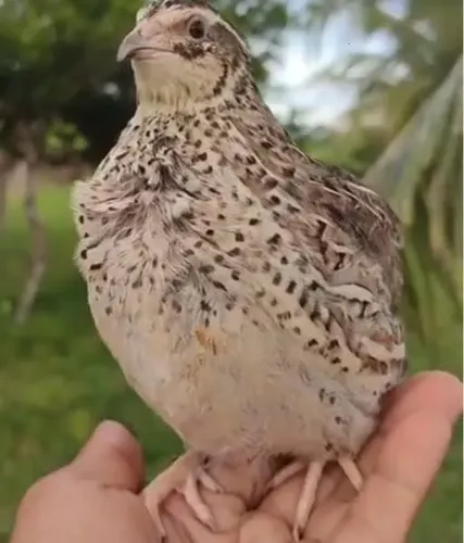 Ovos de codorna gigante férteis para chocar