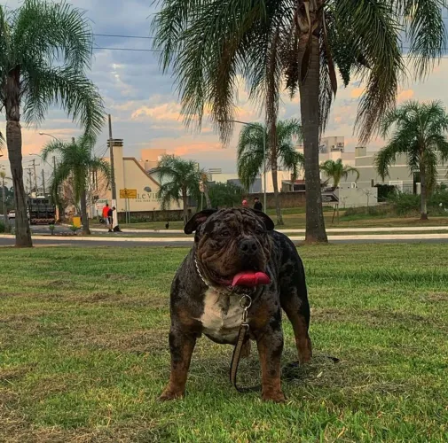 American bully tri black Merle 
