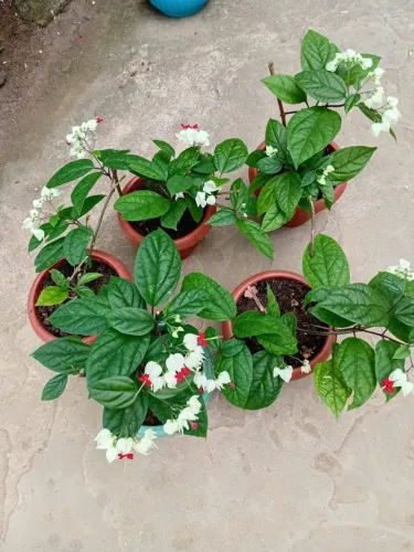 Mudas de Lágrimas de cristo branca, flor de cera rosa