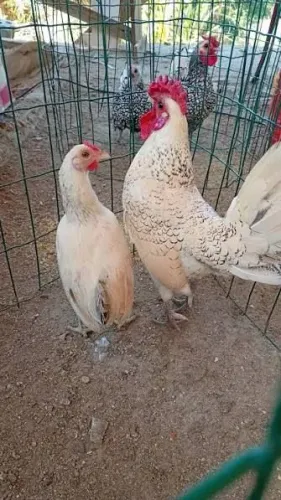 Galinhas