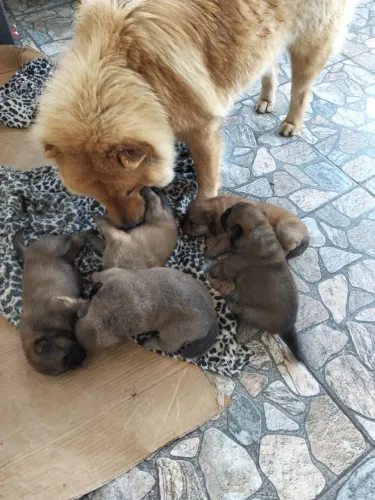Vender cachorro Chow Chow