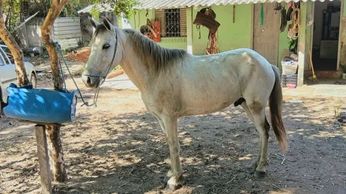 Piquira tordilho
