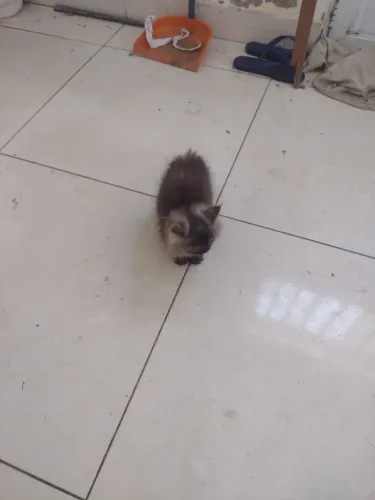 Vende se gato persa show 