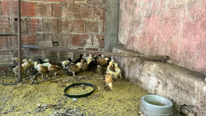 Pintinhos diversas raças 