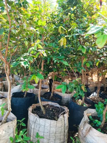 Mudas nativas reflorestamento ornamentais 