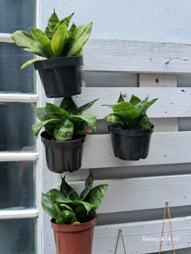 Mini Espada de São jorge(Mudas)