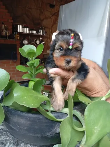 Filhotes de Yorkshire Terrier - Criados com Amor e Cuidado!