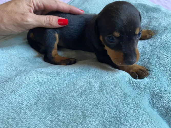 Filhotes Daschund
