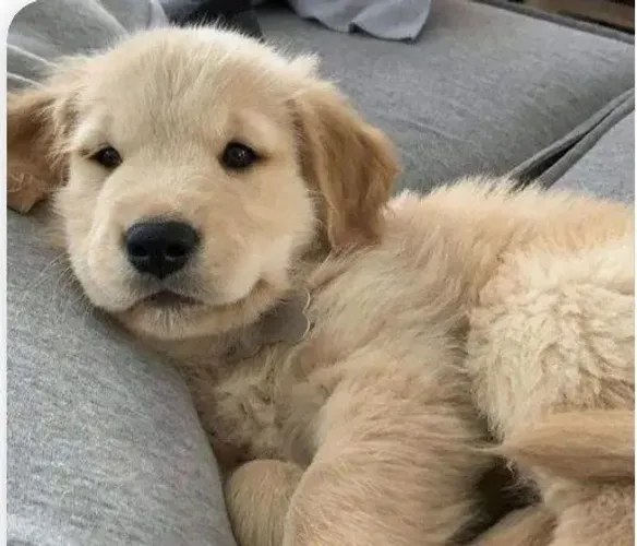 Filhote de Golden Retriever um companheiro fofo cheio de energia para seu maior bem