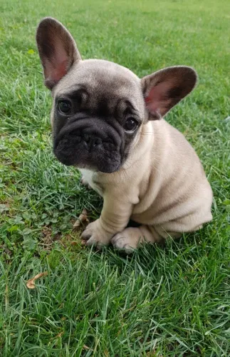 Seu novo melhor amigo de quatro patas está aqui!