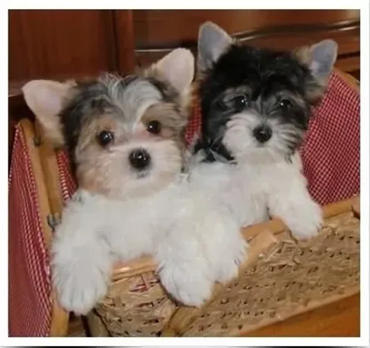  Biewer Yorkshire Terrier com beleza rara e procedência garantida!