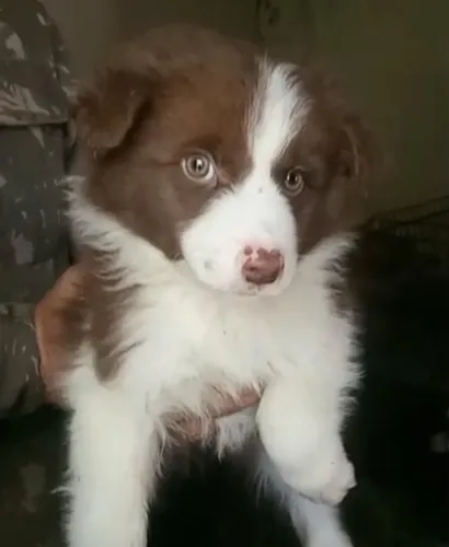 Border Collie inteligente